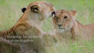 Fearless Mothers | Dynasties | Saturdays at 9pm | BBC America