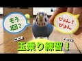 えっ！「もう一回！」の言葉の意味がわかるの…？と思えるインコのピピくんの玉乗り練習動画 [#064]