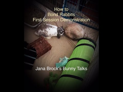 How To Bond Rabbits - Erste Sitzung Demonstration