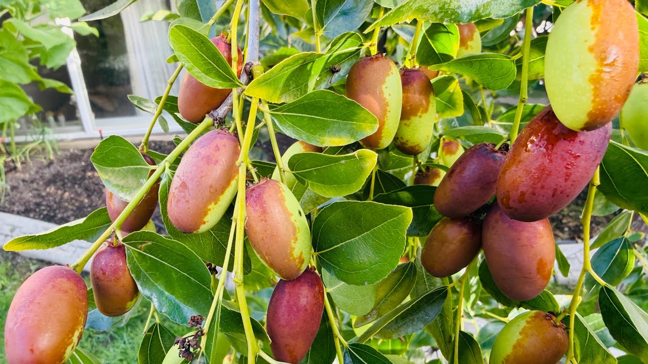 Thu Hoạch Táo Tàu Chín Rộ Ăn Tại Chỗ Giòn Ngọt Bội Thu Bí Phấn, Bí Đỏ, Bí Đậu 🇨🇦2203》Vườn Rau Việt 