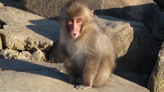 Japan's Secret to Animal Welfare? This Island Had It 65 Years