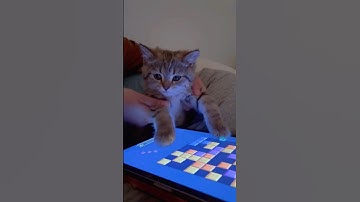 We are officially addicted to this game! #blockblast #hungrystudio #blockblastlove