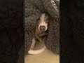 Elliott Long-Legs 🐾 must have sheets on the bed  #cutedog #grayhound #iggylife #ItalianGreyhound