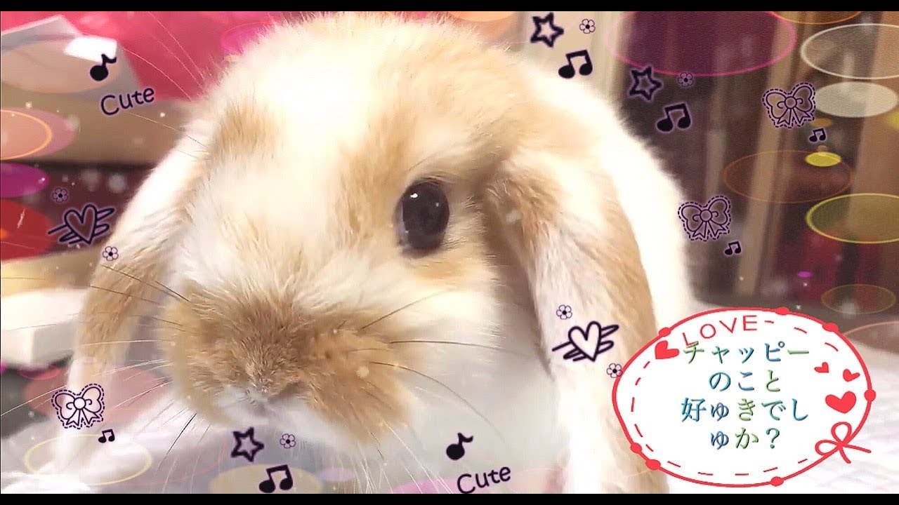 イケメンのうさぎちゃん たれ耳ロップイヤーのチャッピー Youtube