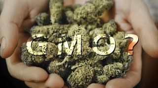 Turning Point with Sheriff Tom Allman about GMO cannabis in Mendocino