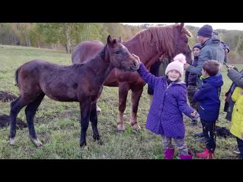 Video: Hvornår Skal Man Grave Gulerødder I Det Centrale Rusland, Moskva-regionen, Sibirien, Ural Og Andre Regioner