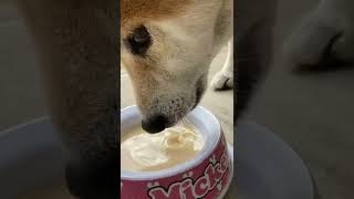 虎鉄に甘酒飲ませた結果。「ノンアル」#柴犬  #甘酒