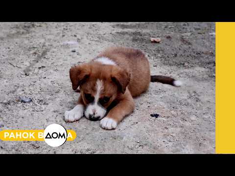 Stress from shelling: how to help pets and what to do if they escape