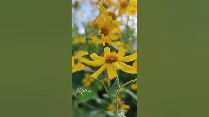 Peace starts from within. Take time to center your...
