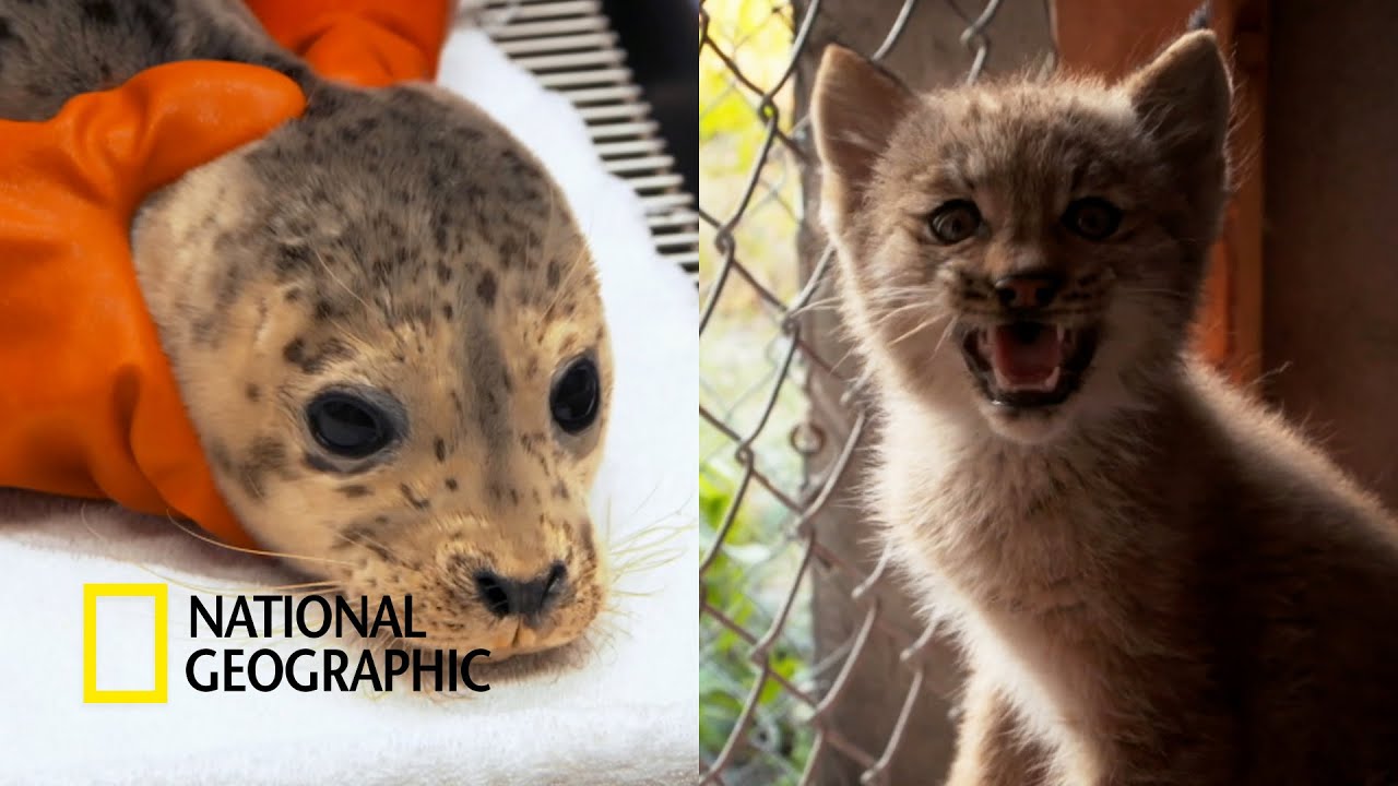 ⁣기름 유출 현장에서 발견된 새끼 물범과 새로운 가족이 된 스라소니