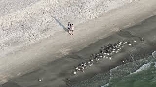 #mavic4pro #bonitabeach #JoepBeving - SleepingLotus | 03/02/2026
