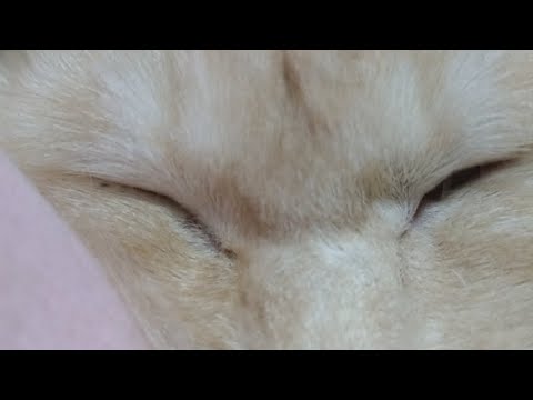 こたつの猫たちLIVE　210115