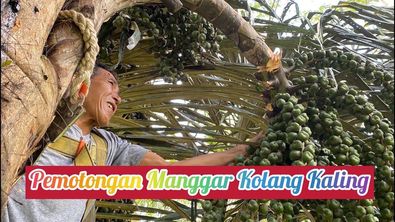 PEMOTONGAN MANGGAR KOLANG KALING ( LANJUTAN PART I )