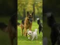 das like y sale una pata de perrito