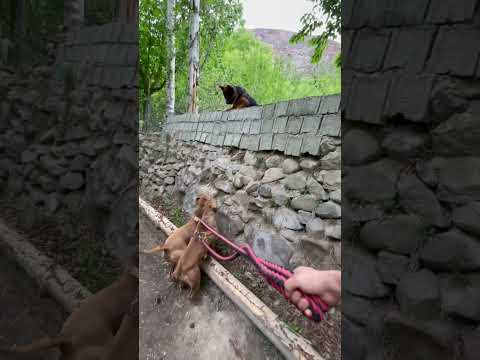 Pitbull پیتبول