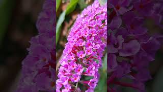 Buddleja Davidii