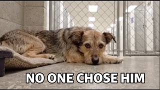 This Dog Waited 14 Weeks And Everyone Ignored Him