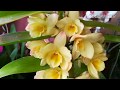 Орхидеи Дендробиум и уход за ними