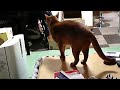 夕飯うまうま　20200225 猫　キジトラ猫　マンチカン　アビシニアン　cat