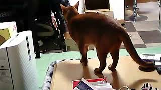 夕飯うまうま　20200225 猫　キジトラ猫　マンチカン　アビシニアン　cat