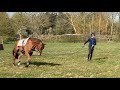 Long lining & Lunging with 2 reins