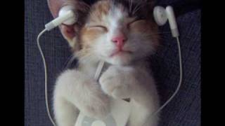 Tik Tok, Keha, Cat Version, Meow