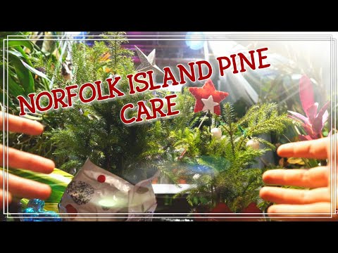 Norfolk Island Pine Tree Care