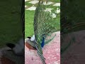 Al khor zoo #qatarlife #alkhor##zoo#qatarliving##alkhorpark #trendingsong
