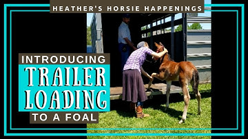 Teaching a 1 month old foal to load into a trailer//Duall