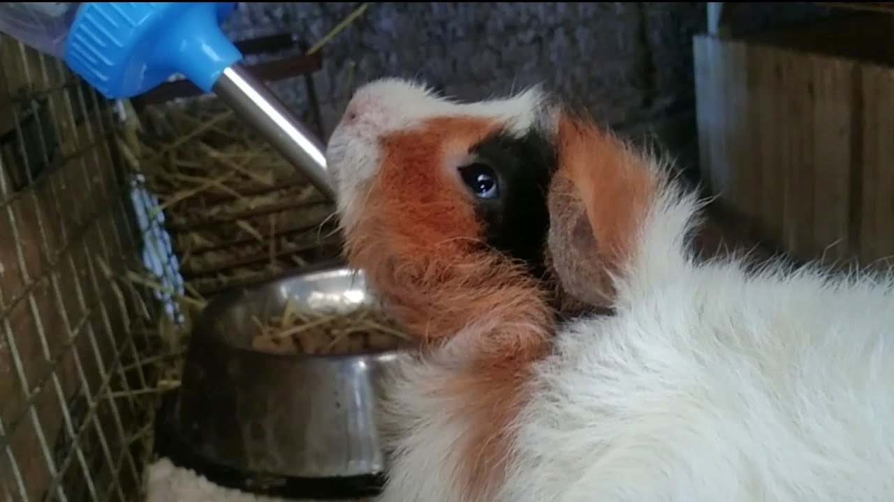Fresh Look at Well Hydrated Guinea Pigs