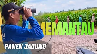 Remodeled Motorcycle Like A Public Transport Car  Village Peoples Activities During A Big Harvest