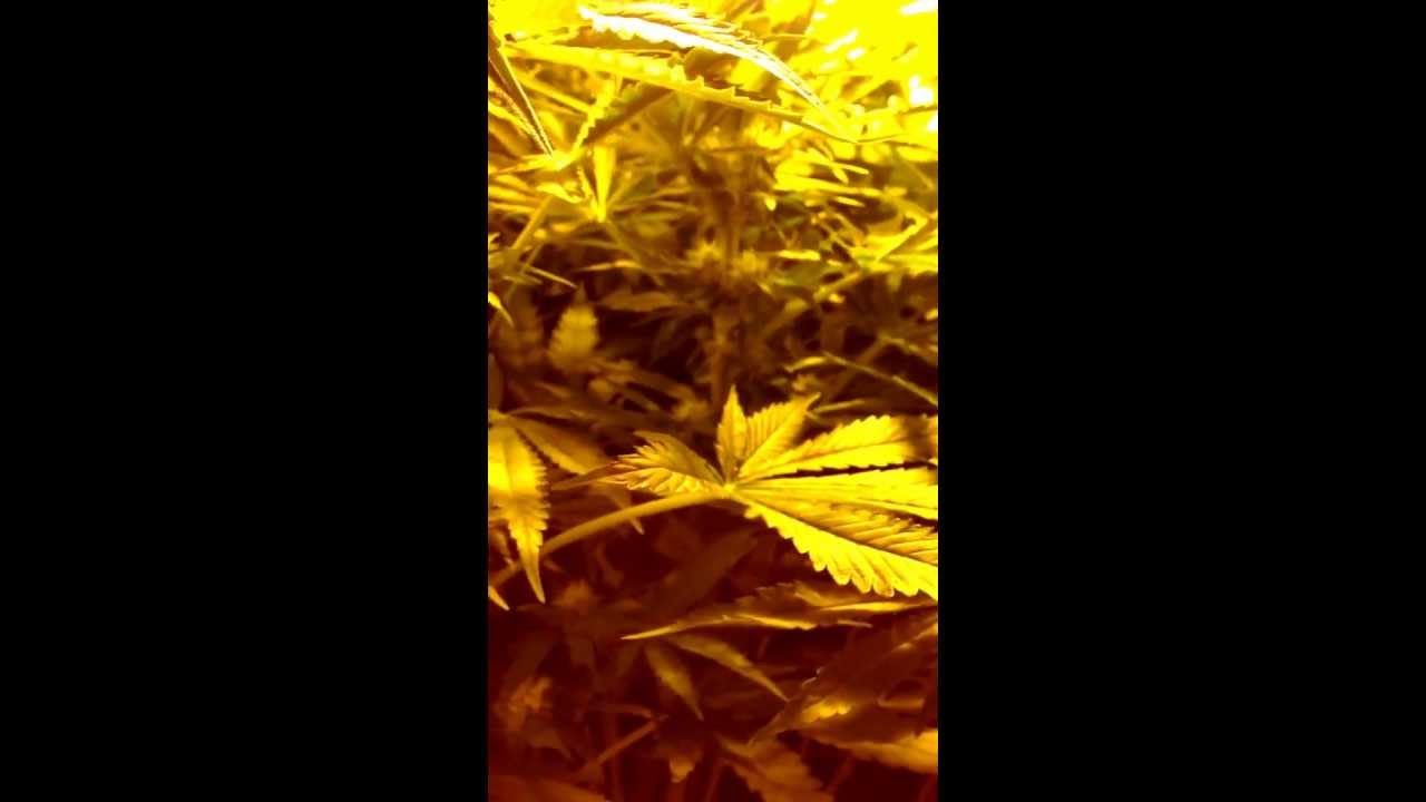 my northern lights, jack herer, white widow grow