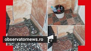Şerpii Au Invadat Grădina Unui Bloc Din Bucureşti. Reptilele Au Fost Surprinse Şi În Scara Blocului