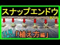【スナップエンドウの育て方】初心者でも大丈夫!畑に苗を植えるやり方を失敗しやすいポイントと成功するコツを分かりやすく専門用語を使用せず簡単に分かりやすく解説【11月まで種まき出来ます】