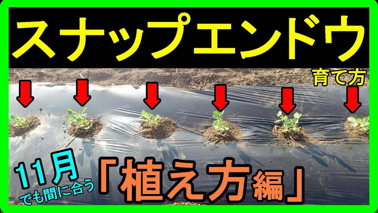 スナップ エンドウ の 育て 方