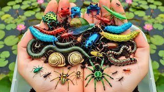Catching Colorful Bugs & Tiny Creatures Then Releasing Adventure to Forest 🐢