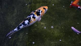 Stedmak Gardens Karen