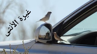 غيرة الأنثى موقف طريف لطائر الدوري الصحراوي شاهد لأخر الفديو