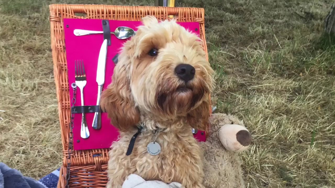 My Tunes from Percussion Play - Teddy Bears Picnic