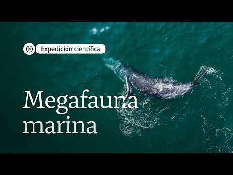 The mysteries of the marine megafauna of Banderas Bay | Scientific Expedition