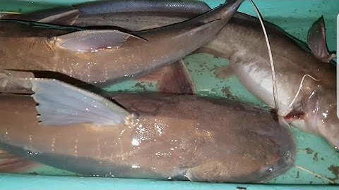 Ra biển câu cá ngát ||cá vồ to