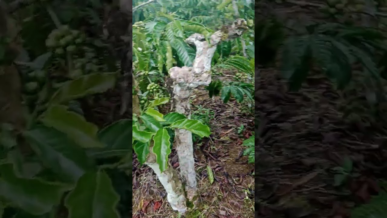 Curah hujan tinggi kopi menghijau