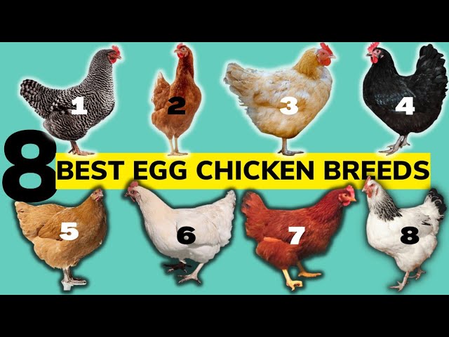 TOP 8 BEST CHICKEN BREEDS FOR EGGS,their ORIGIN,No. of EGGS PER YEAR, EGG  SIZE and much more! 