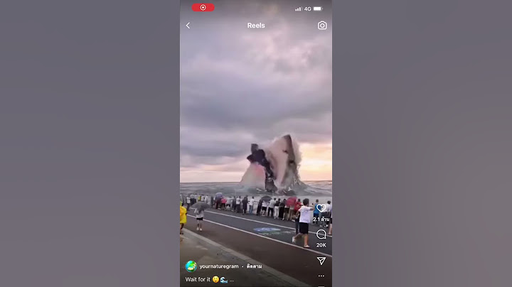 Megalodon เมกะโลดอน