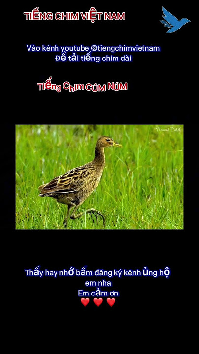 Tiếng chim gà đồng