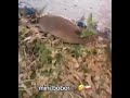 Mini Bober Shorts Poland Bober Kurwa Freddyfazbear Polish Funny Memes Viral Popular Mini Bober Shorts Poland Bober Kurwa Freddyfazbear Polish Funny Memes Viral Popular