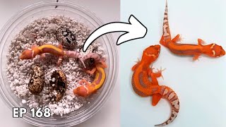 How to Breed HighQuality Reptile Morphs PROPERLY | Dragoon Gecko