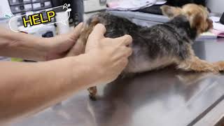 OUCH! Yorkie Dislocated Hip! 2021 #shorts screenshot 3
