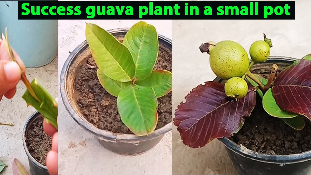 Successful Growing guava plant from cuttings How to Plant guava in