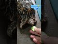kachu ko jb bhukh lgti h to aaise khata h 🐢😱🫣 #kachua #viralvideo #tortoise